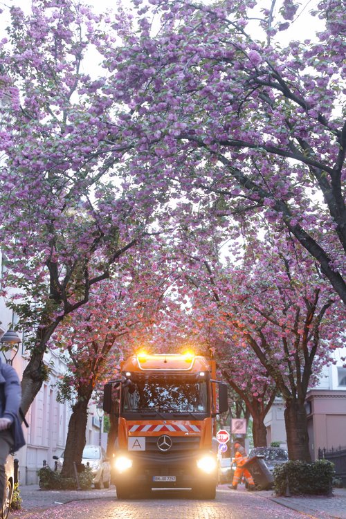 Ein Abfallsammelfahrzeug in der Breite Straße in der Bonner Altstadt zur Kirschblüte.