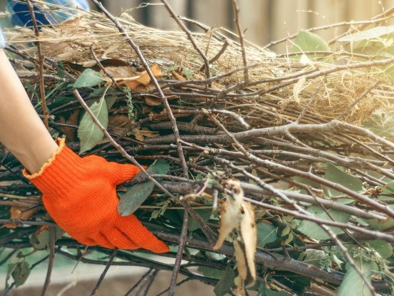 Grünschnitt Hand mit Handschuh und Grünschnitt