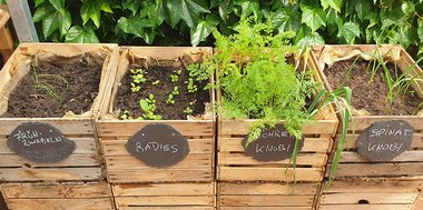 Teaserbild Tipps und Tricks: Aus Holzkisten gefertigtes Blumenbeet. Aus Holzkisten gefertigtes Blumenbeet.