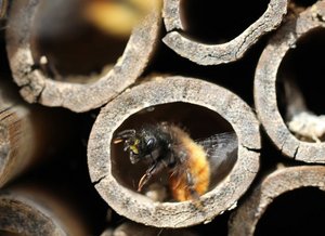 Biene in Insektenhotel