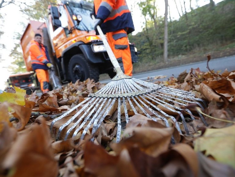 bonnorange: Laubzeit Laubzeit in Bonn: Mitarbeiter mit Rechen im Einsatz