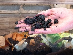 Wurmkomposter-Ausleihe