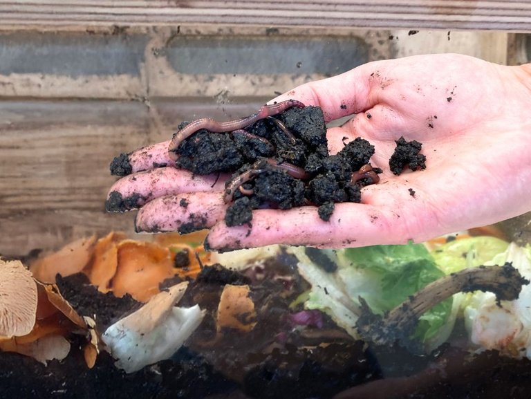 Wurmkomposter-Ausleihe