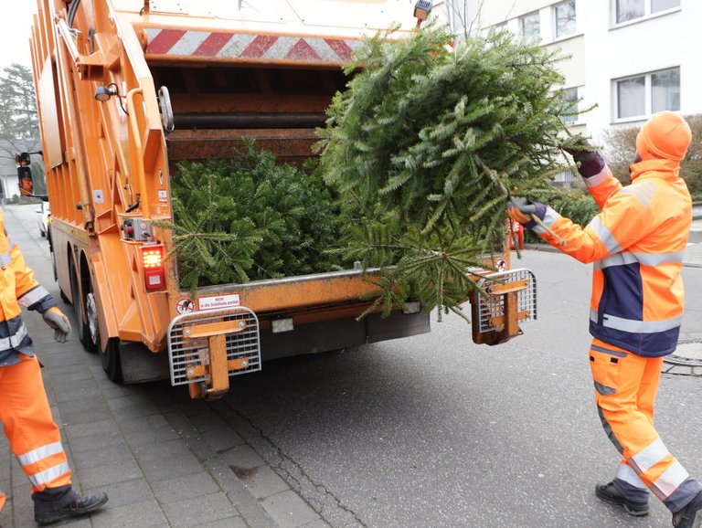 Weihnachtsbäume werden von Mitarbeitenden der bonnorange AöR ins Abfallsammelfahrzeug geladen